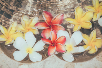 Frangipani flowers colorful tropical scent on water treatment in the health spa is illustrated