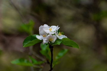 Close up photo of isolated apple white flower in the wild