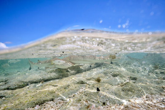 "Black Tip Reef Shark" Images – Browse 61 Stock Photos, Vectors, and