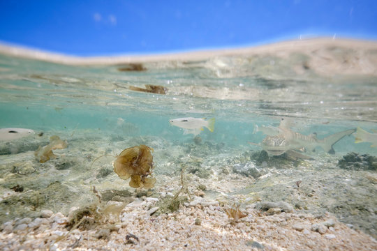 "Black Tip Reef Shark" Images – Browse 61 Stock Photos, Vectors, and