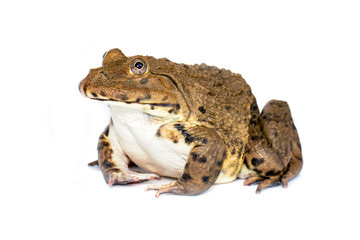Image of Chinese edible frog, East Asian bullfrog, Taiwanese frog (Hoplobatrachus rugulosus) isolated on a white background. Amphibian. Animal.
