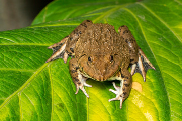 Image of Chinese edible frog, East Asian bullfrog, Taiwanese frog (Hoplobatrachus rugulosus) on the green leaves. Amphibian. Animal.