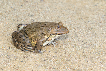 Image of Chinese edible frog, East Asian bullfrog, Taiwanese frog (Hoplobatrachus rugulosus) on the floor. Amphibian. Animal.
