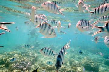 Naklejka na ściany i meble Large school of tropical scissor tail sergeant fish feeding in tropical waters of Fiji