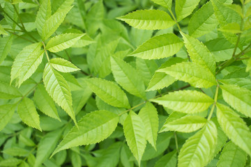 Fresh leaves and green. Spring background.