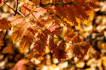 Red yellow blue leaves close-up.