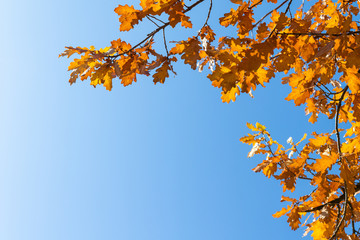 Fototapeta na wymiar Yellow oak leaves on a background of blue sky in autumn. Copy space, space for text.