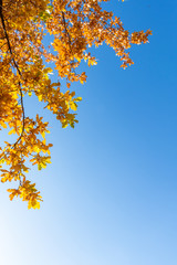 Yellow oak leaves on a background of blue sky in autumn. Copy space, space for text.