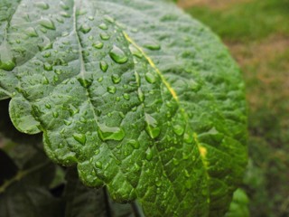 water drops on green leaf