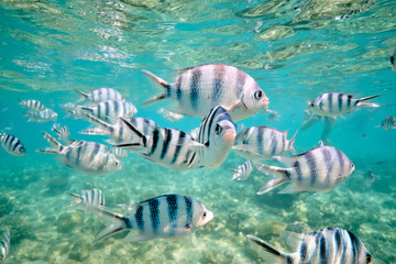 Naklejka na ściany i meble Large school of tropical scissor tail sergeant fish feeding in tropical waters of Fiji