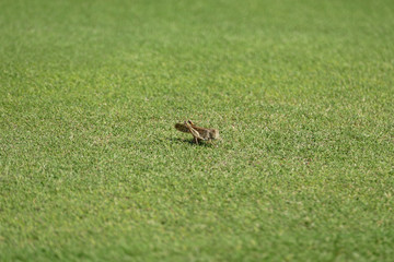 茶色いバッタと緑の地面