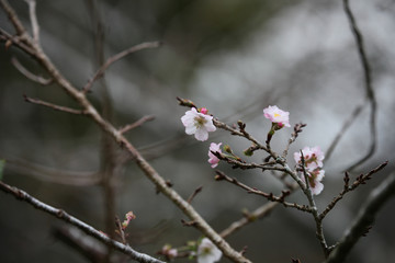 桜