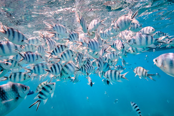 Large school of tropical scissor tail sergeant fish feeding in tropical waters of Fiji