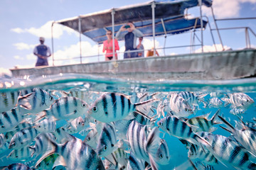 People on board a boat watching scissor tail sergeant fish in tropical waters of fiji
