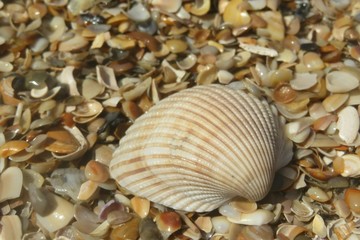 Beautiful beige seashell on pebbles background on Florida beach