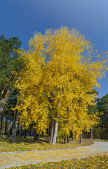 Vertical panorama of a yellowed tree by the road with yellow foliage