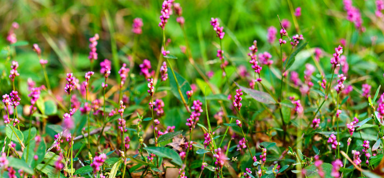 smartweed and wil herb . purple flowers in the garden