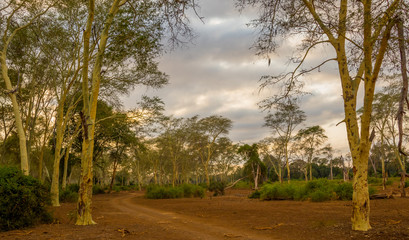 Fototapeta na wymiar Fever tree forest in the Pafuri area of the northern part of the Kruger National Park in South Africa image in horizontal format