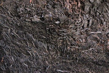 Tree Bark Texture Palm Base