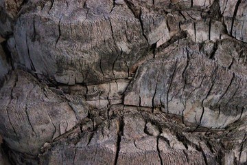 Tree Bark Texture Palm