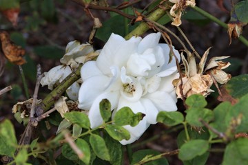 White Rose In Bush
