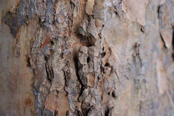 Tree Bark Texture Cave