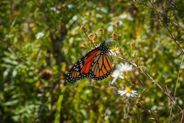 Monarch butterfly feeding on wildflowers