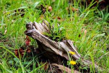 grasshopper on grass