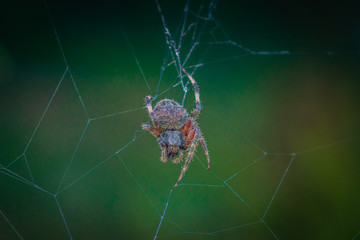 closeup of hairy wolf spider