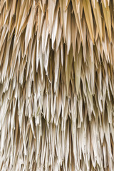 Closeup Asian palmyra palm (Borassus flabellifer) dry leaves textures.