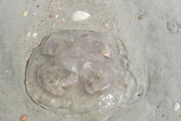 Limpid jellyfish on sand background in Atlantic coast of North Florida