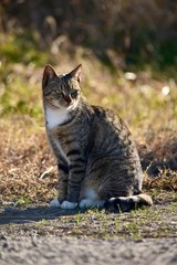 愛され猫～Lovely cats.