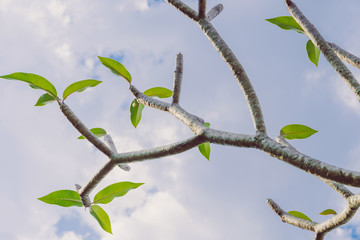 Natural view of dry plumeria tree or frangipani tree during annual deciduous.
