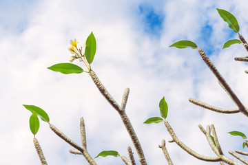 Natural view of dry plumeria tree or frangipani tree during annual deciduous.