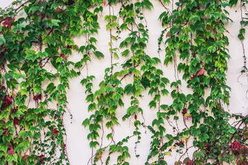White cement wall covered with green and read ivy plant leaves