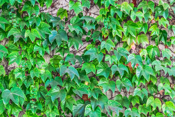 White cement wall covered with green and read ivy plant leaves