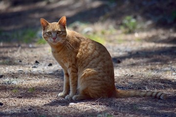 愛され猫～Lovely cats.