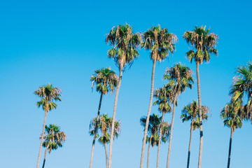Obraz premium Tall palm trees on blue sky background. Mild vintage processing.