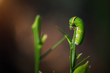 The green worm is on the soft top of the orange tree