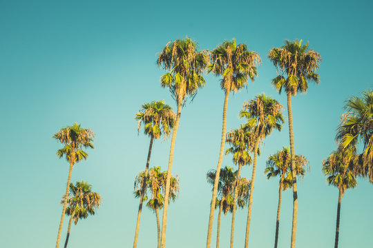 Tall palm trees on blue sky background. Vintage processing.