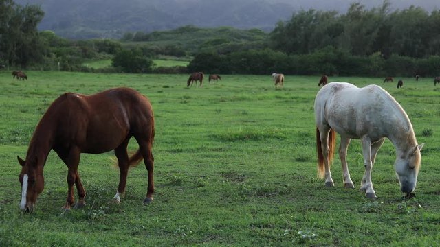 Still shot of two large horses walking towards the fence on a ranch in Hawaii. Shot during golden hour.