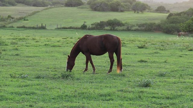 Still shot of a large brown horse grazing and feeding on the lush green grass on a ranch in Hawaii. Shot during golden hour.