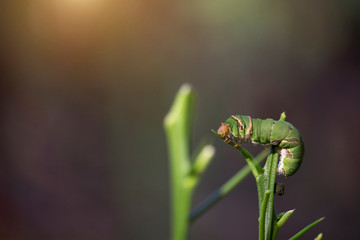 The green worm is on the soft top of the orange tree