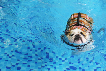 English Bulldog wear life jacket and swim in swimming pool. Dog swimming.