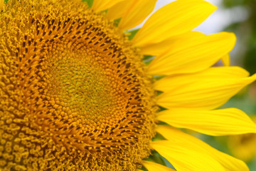 blooming sunflower close up on field
