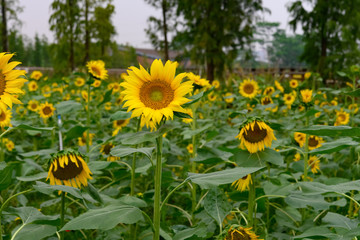blooming sunflowers on the field horizontal composition