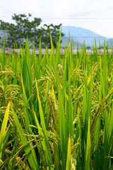 fresh green paddy on the field vertical composition