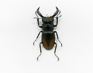 Bettle specimens on a white background