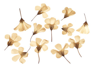 Dry pressed flowers isolated on white background for decoration in concept of Autumn, greeting...
