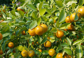 Kumquat fruits tree close up